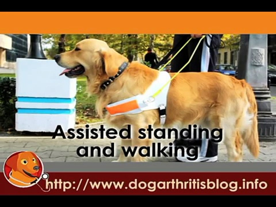 Dog Physical Therapy Series Part 2 - Weight Bearing Exercises.flv