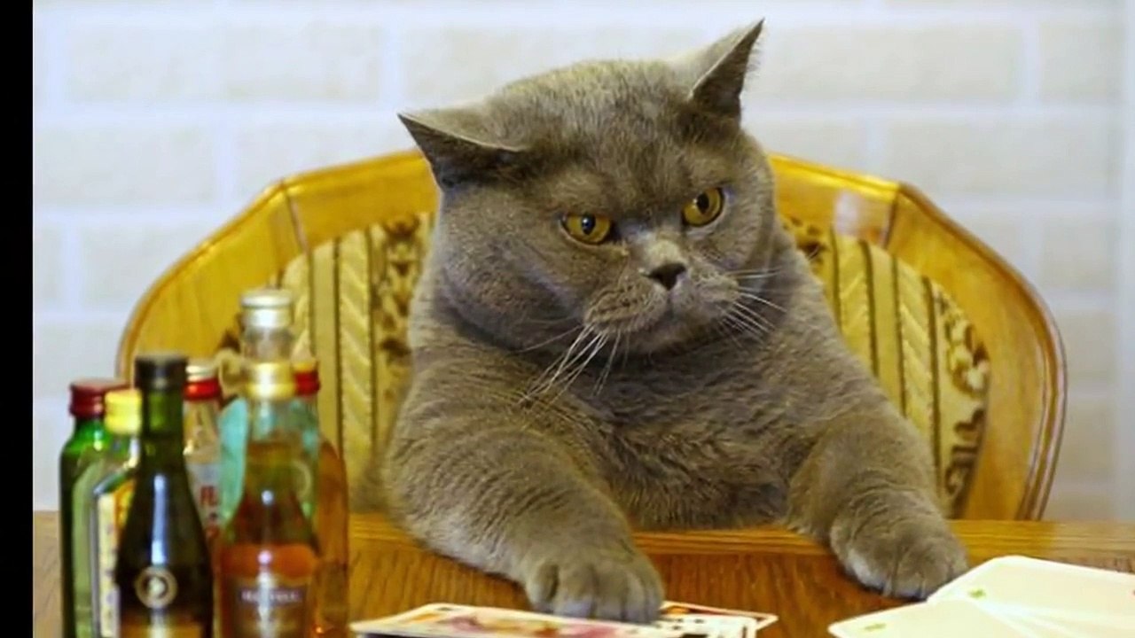 БРУТАЛЬНЫЕ КОТЫ brutal cats   :)