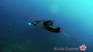 Free Diving with Black Manta Ray