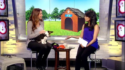 Helpful Tips for Training Your Dogs | ABC News