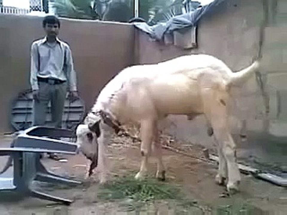Pakistani Funny Clip