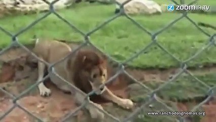 Touching Freed Circus Lion Touches Grass First Time