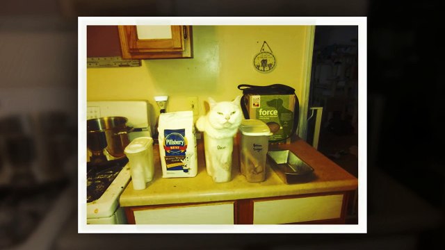 КОТЫ, у которых своя логика