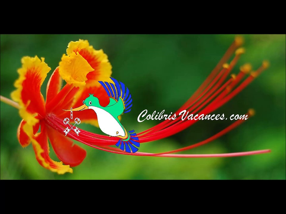 Colibris Vacances-b&b-magnolia