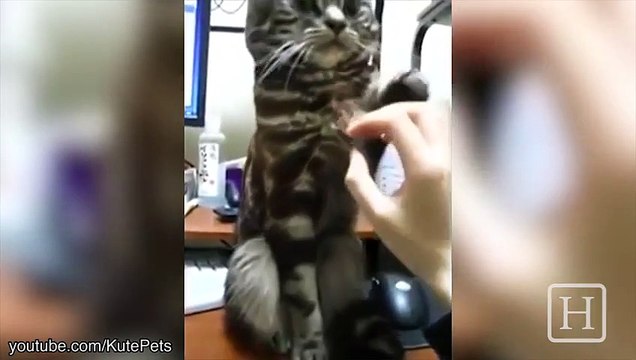 Des chats refusent des caresses - Compilation hilarante