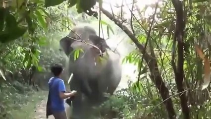 Comment réagir quand un éléphant vous charge... Dingue!