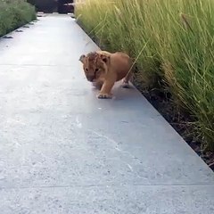 Les rugissements d'un lionceau !! Trop mignon...