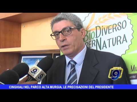 Cinghiali nel Parco dell'Alta Murgia, le precisazioni di Veronico