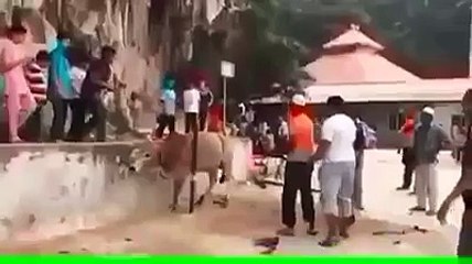 Cow ko zebah karne ki mushkalat