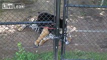 Bear Gives Tiger a Bear Hug, and Licks Its Ear, While Tiger Moans