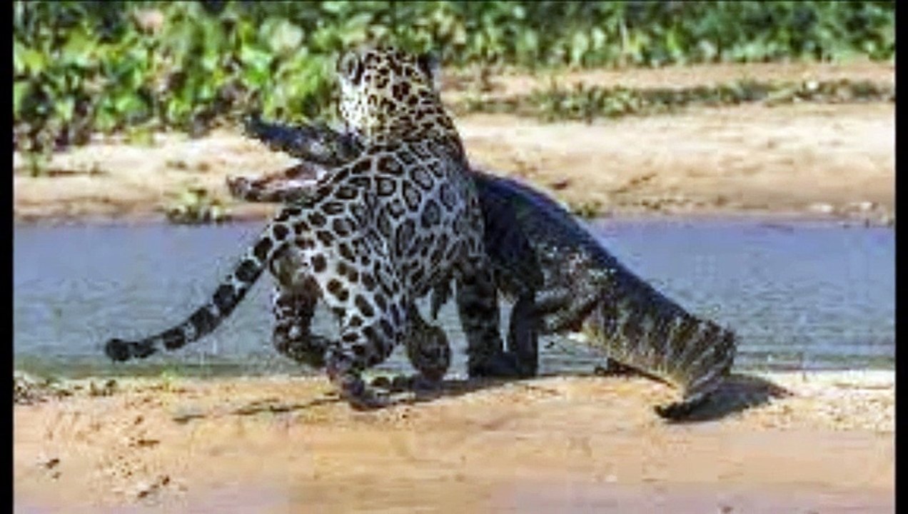 crocodile vs tiger