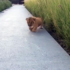 Un lionceau adorable fait son possible pour rugir