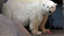 Uslada(Услада), the polar bear's feeding time at Leningrad Zoo, St Petersburg, Russia