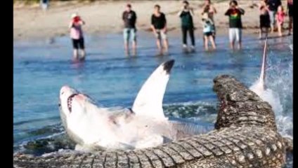 crocodile vs great  white shark