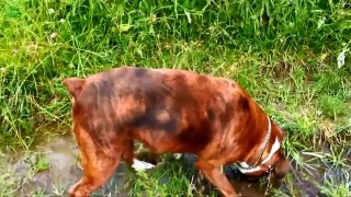 Ultimate Funny Dog Videos Compilation 2013 [HD]