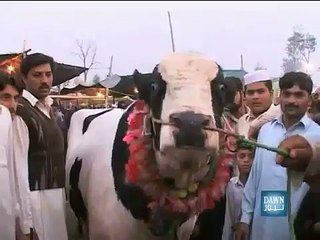 Rare Miracle animal (Anokha Mojza Janwar)