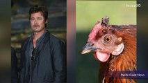 Farmer complains Brad Pitt film is scaring his chickens