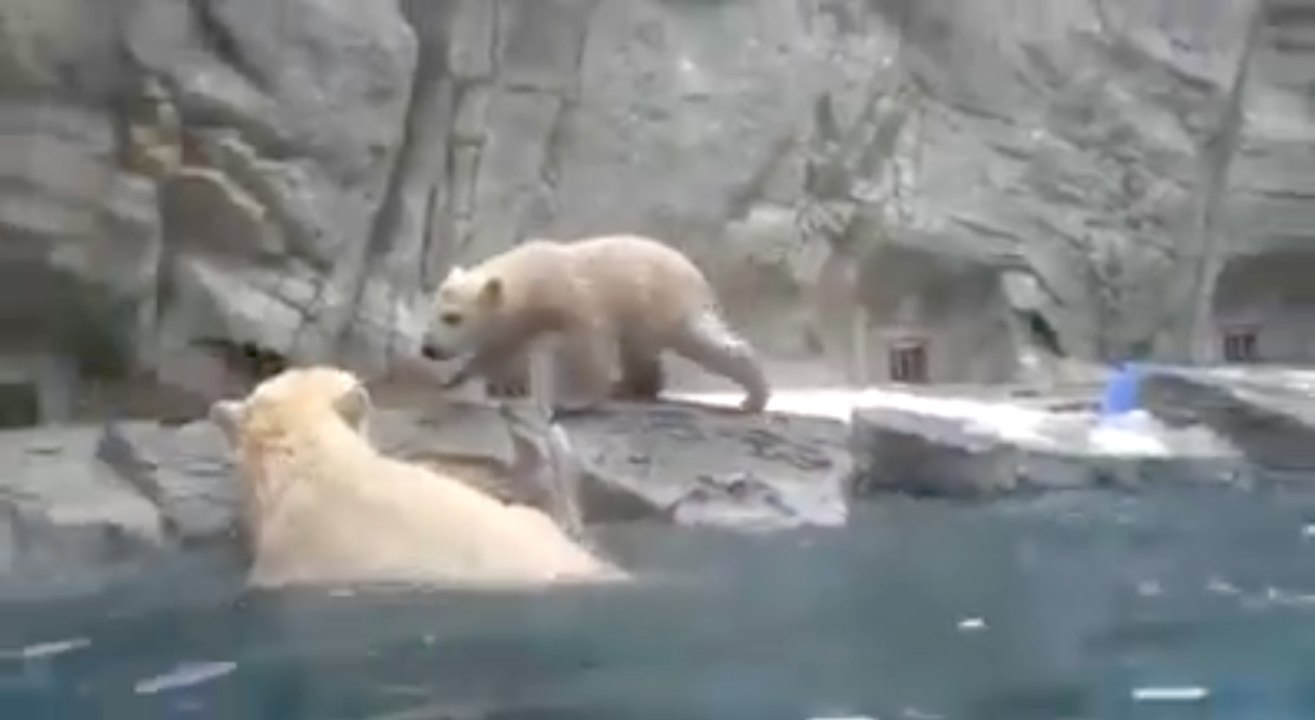 Une maman ours sauve son bébé de la noyade