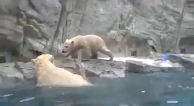 Une maman ours sauve son bébé de la noyade