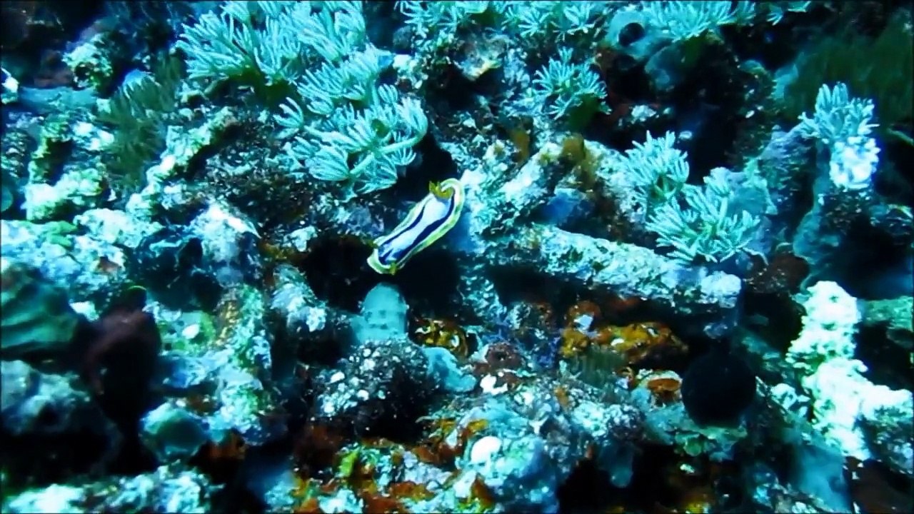 komodo & Tulamben 2012