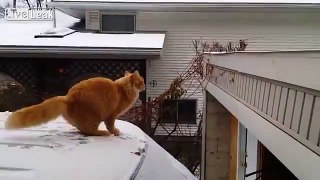 LiveLeak.com - Cat Fails Jumping off a Snow-Covered Car