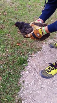 Ce fermier va hypnotiser une poule très agréssive