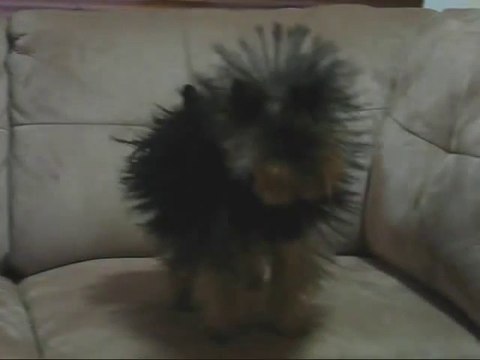 Ce chien a u petit problème d'électricité statique... Enorme!!!