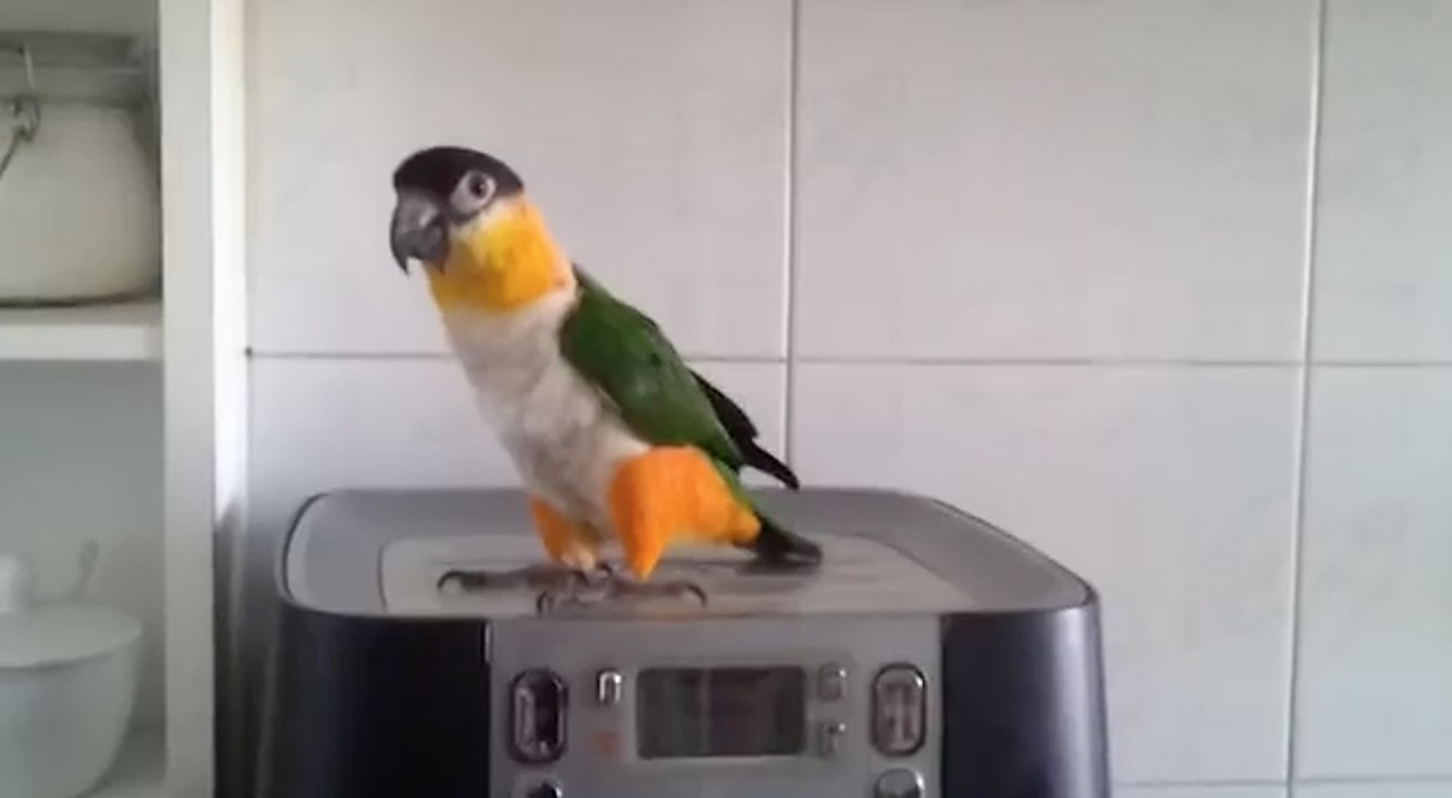 Un perroquet fait une danse irlandaise sur une cafetière