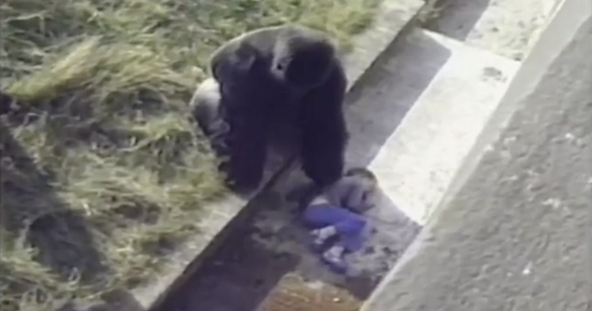 Un Gorille Protege Un Enfant Tombe Dans La Fausse Au Zoo Video Dailymotion