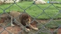 Touching: Freed Circus Lion Touches Grass First Time