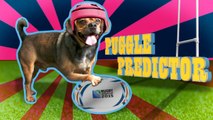 Argentina v Georgia: Rugby World Cup 2015 - Puggle Predictor