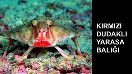 Dünyanın En Garip Canlıları (Gerçekten Varlar)