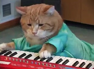 Keyboard Cat, le chat qui fait du synthé...