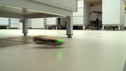 Check Out the Creepy Crawly Cockroach Drone