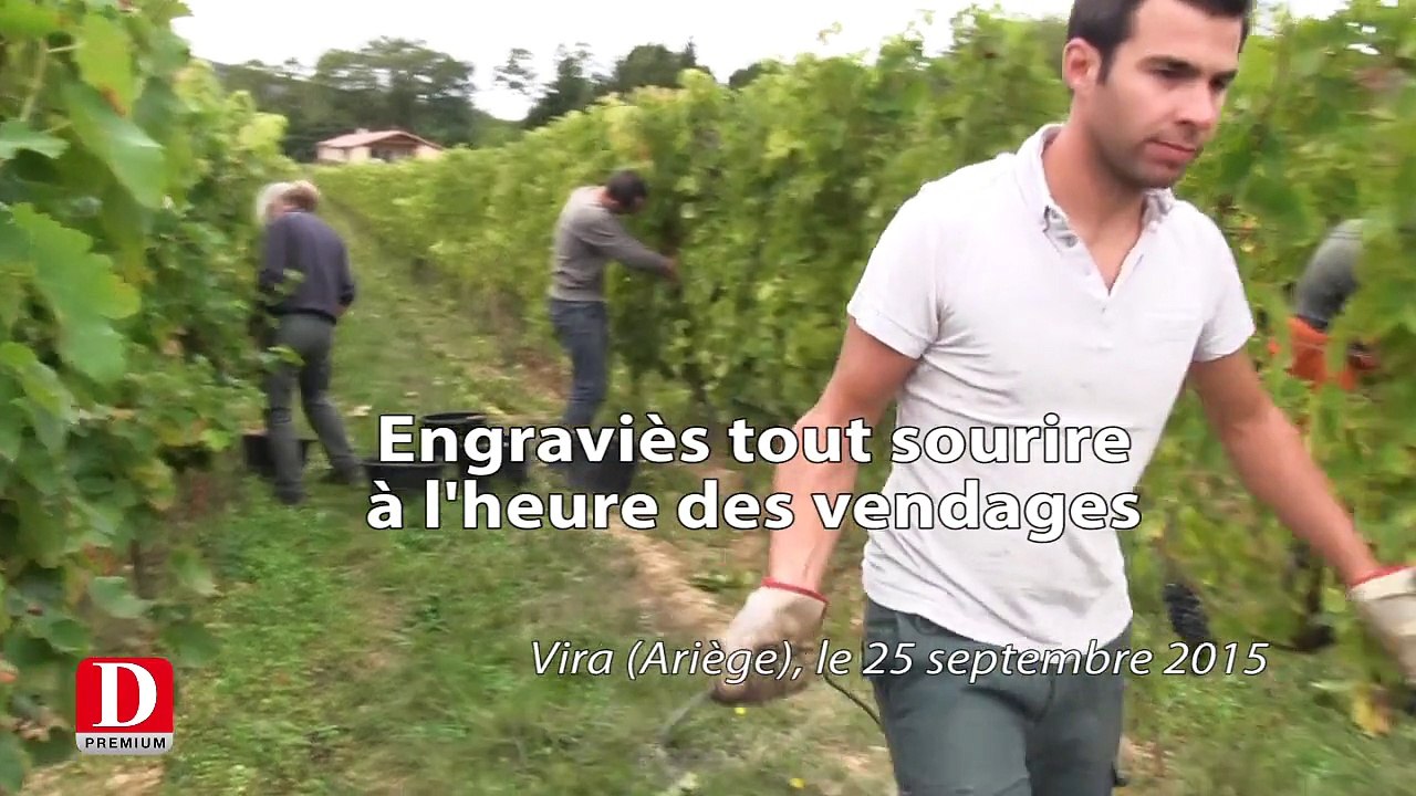 VENDANGES VIRA