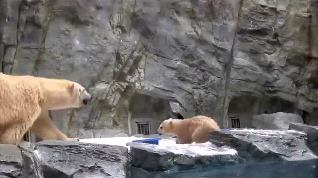 Une maman ours polaire sauve son petit des eaux glacées