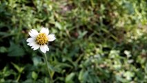 White Daisies Flowers Beautiful & Colorful Flower - Flowers Planet - Nature Documentary HD