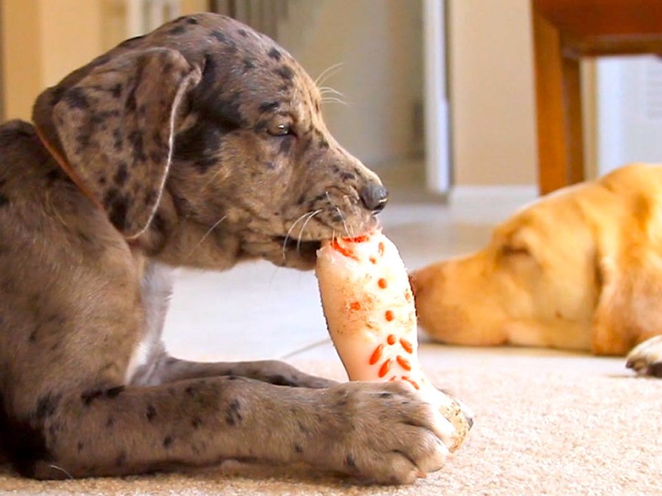 Counting Down the Top 5 Dog Names