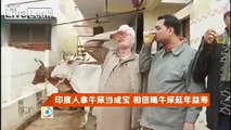 Indians drink virgin cow urine to cure diseases