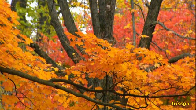 В золотой пыли . Стихи Ирины Кулевской