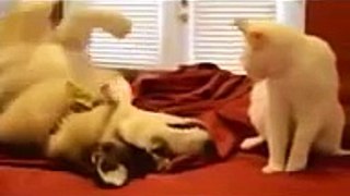 Funny animals✤Funny Videos Try Not To Laugh Funny Pranks Best Funny Epic Fails