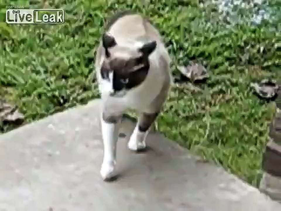Mad Garfield Assaults Playing Dog
