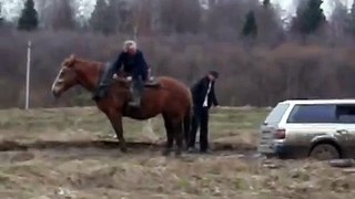 Horse vs German cars