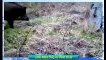 Wild Boar attacks hunting dogs part 2 _ Full HD
