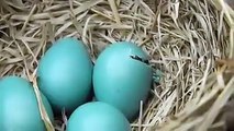 Baby Bird Hatching - Amazing birds