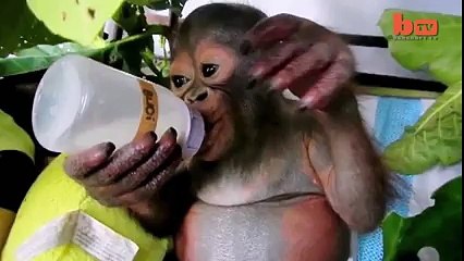 Baby Orangutan Makes Incredible Recovery