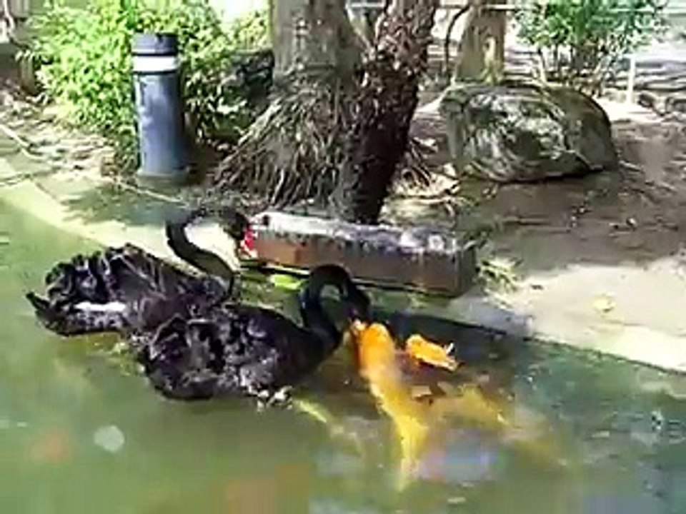 Black swan feeding Koi fish Animal Videos