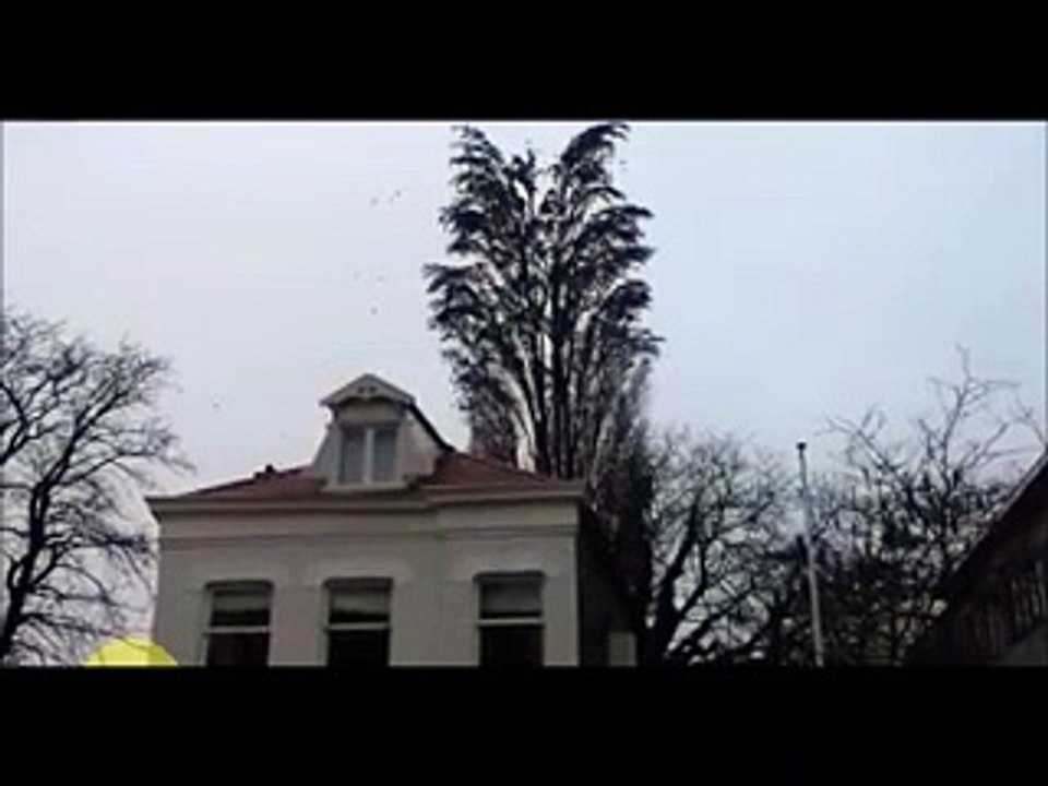 Birds are amazing - watch this