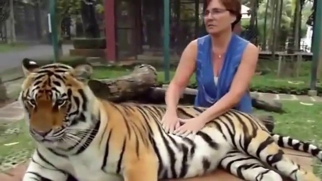 Komik Hayvanlar Derleme Videolar 2015