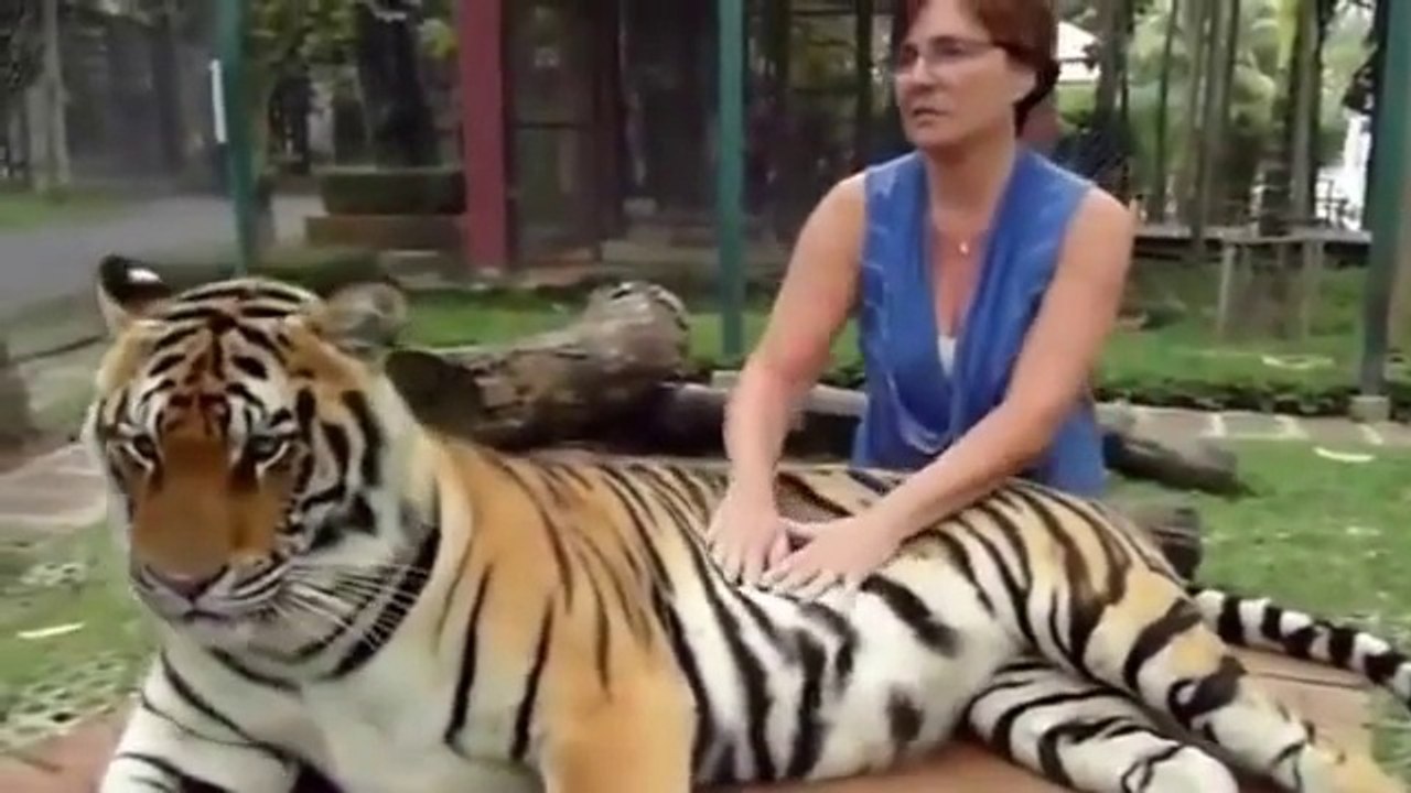 Komik Hayvanlar Derleme Videolar 2015